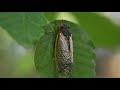 Cicada Life Cycle and Impact