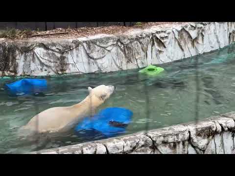 東山動植物園のホッキョクグマ・フブキくんがリンゴをもらう様子 サムネイル