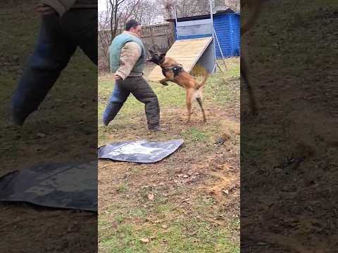 ‼️Powerful attack. Fearless defender. Malinois Bruce.  Dog training GUARD. Odessa.