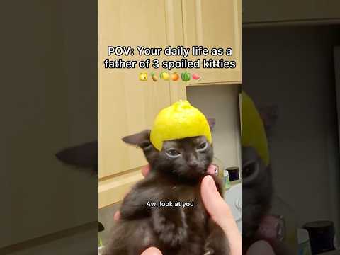 Mr meow meowโs headdress was so sick ๐๐ฑ#pov #fruit #cats #shorts