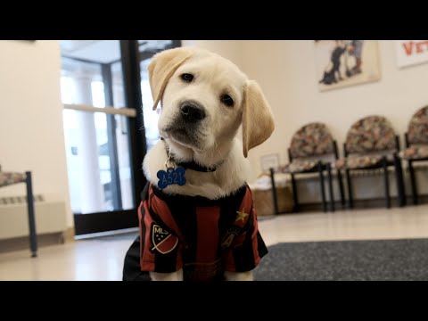 Spike the ATL UTD pup forges new partnership with America's Vet Dogs Spike the ATL UTD pup forges new partnership with America's Vet Dogs