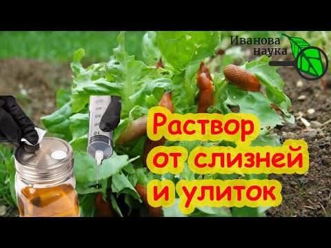 В следующем году слизней обещают в 100 раз больше! Все перезимуют! Вот простой способ защиты осенью.