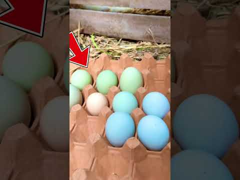 ¡Estos son los huevos más extraños que ponen las aves! #naturaleza #birds #aves