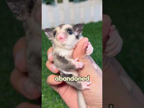 A feisty sugar glider #love #animals #cute #shorts #shortvideo #sugerglider