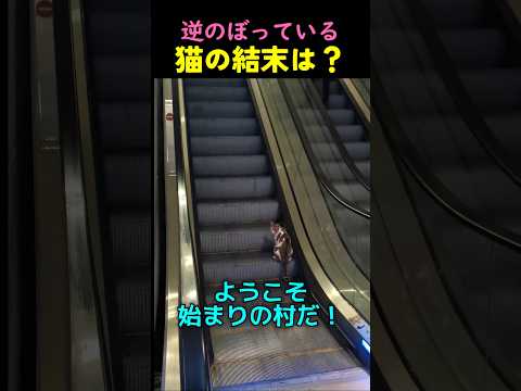 エスカレーターに閉じ込められた猫の結末は？
