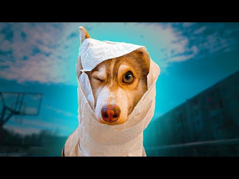 Лучшие ролики из моего детства! Хаски Бублик Говорящая собака