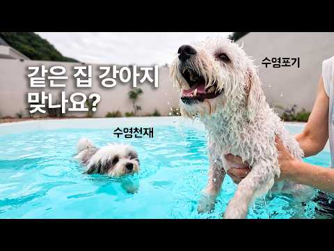 수영 천재 <strong>vs</strong> 수영 포기견 | 슈앤트리 <strong>VLOG</strong>
