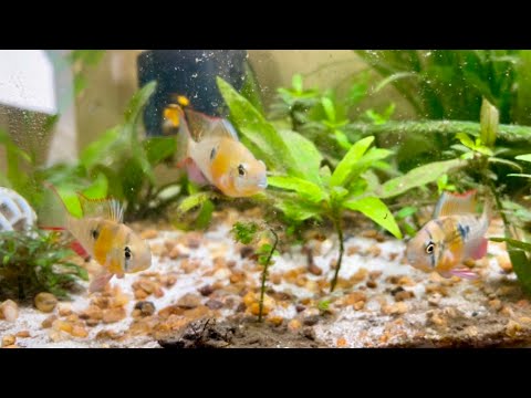 LAST Bolivian Ram Dwarf Cichlid Quarantine Update  4K Footage of my Bolivian Ram Dwarf Cichlids colored up (they ate their babies btw) - Quarantine is 