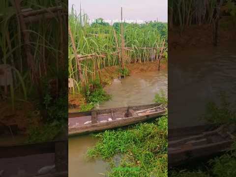 Cá nuôi bị lũ cuốn mắt kẹt ở ao hồ người dân khi có ai đó đi ra chúng hoảng loạn nhảy khắp nơi