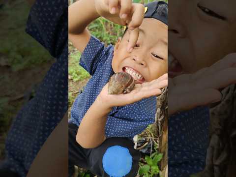 Aneh Tapi Nyata! Siput Ini Memanjat Pohon Seperti Ninja