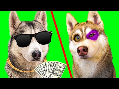 БОГАТЫЙ ХАСКИ VS БЕДНЫЙ ХАСКИ. КАЖДЫЙ ХАСКИ ТАКОЙ (Хаски Бублик) Говорящая собака Mister Booble