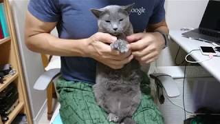 男と猫3