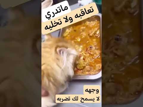 #قطط #الحياة_البحرية #الحياة_البرية #كرة_القدم #كرتون_اطفال