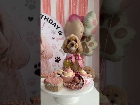 4 ANNI 🎂🥹 #dogbirthday #maltipoo