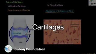 Cartilages