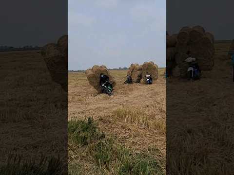 Honda truck carrying straw in rice fields (p4536) #shorts
