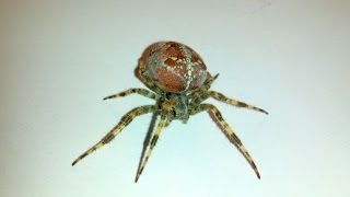 Kreuzspinne auf dem Balkon entdeckt