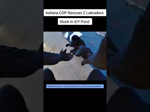 Indiana COP Rescues 2 Labradors Stuck In ICY Pond #police #usa #news #dog #labrador #ice #pond