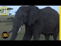 Wildlife Safari Knowledge Assessment