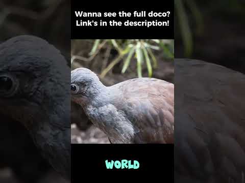 Discover the Lyrebird: Nature's Ultimate Sound Archivist, Singing Lost Forest Echoes!