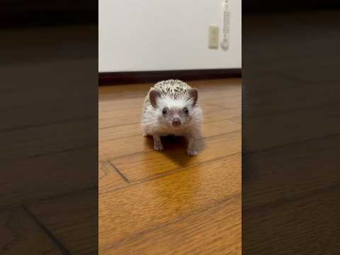 #hedgehog #animals #cute #hedgehoglife #癒し #ハリネズミ #cuteanimals #hamster #wildlife #pets