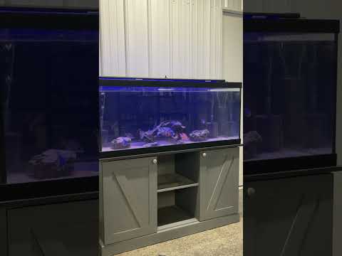 Cichlids Tank 