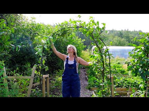 The Garden in August