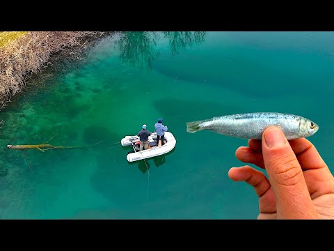 La SARDA come ESCA in LAGO?! Pesca in Acqua Cristallina a Predatori PAZZESCHI [Attacco in Diretta]