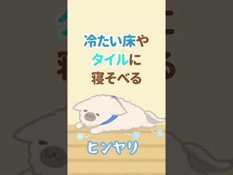 犬が暑がっているサイン #犬の暑さ対策 #犬の熱中症 #shorts