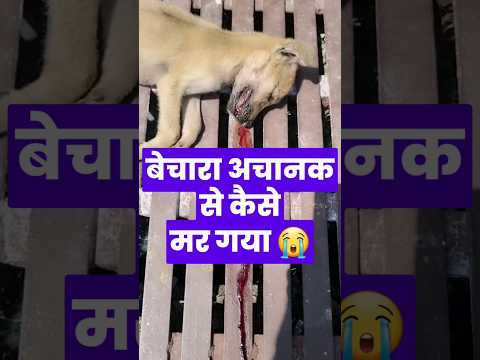 Poor Puppy Died Suddenly 😠#shorts #minivlog #dog #puppy #doglover