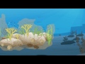 Ostreopsis Blooms and Marine Ecosystems