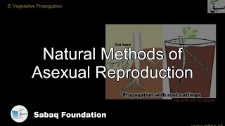 Natural Methods of Asexual Reproduction