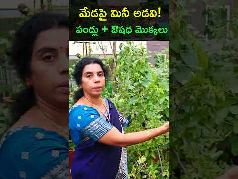 ఔషధ మొక్కలు + పండ్ల తోట ఒకేచోట! 🌿🍋 ఇంటి మేడపైనే ఆరోగ్య వనం