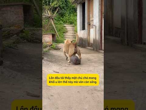 Cấp cứu khẩn cấp bé cún bị khối u #thucung #chó #dongvat