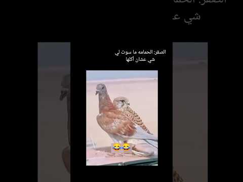 صقر مفهي 😂 #اكسبلور #explore #ترند #ضحك