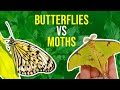 Butterflies and Moths: Key Concepts