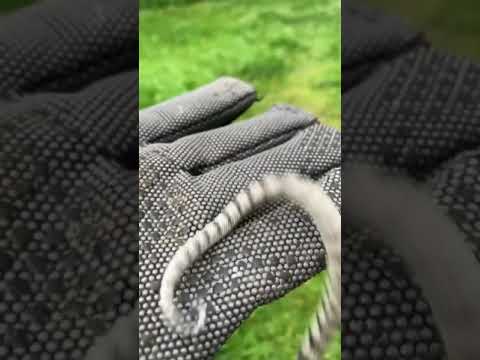 Small king cobra trying to react | രാജവെമ്പാല കുഞ്ഞ് കൊത്താൻ ശ്രെമിക്കുന്നു |Video by AFKARI MEDIA