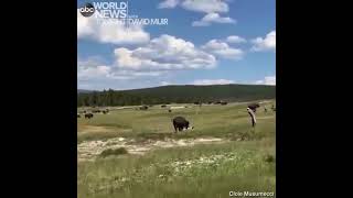 Touron playin dead when a bison chases them‼️ #touronsofyellowstone #yellowstonenationalpark #bison