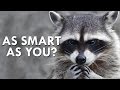 Raccoons: Urban Wildlife with Superpowers