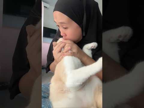 Ampuuun makk, abis dah 😭😭😭 #kucingpororo #pororocats #shorts
