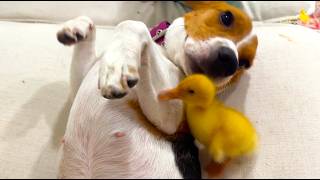 🐥🐶 Best friends!❤️ Tiny ducks playing and hug tenderly with a dog