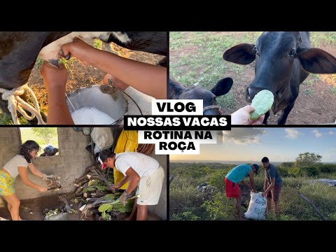 Nossas vacas+rotina na roça