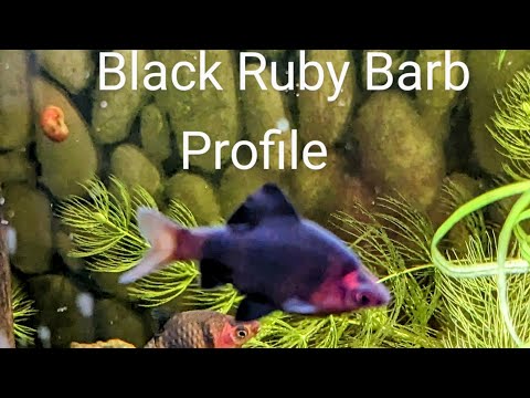 Everything you ever wanted to know about the Black Ruby Barb / Purple Headed Barb. Fish Profile