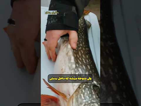 چیز عجیب داخل شکم ماهی!