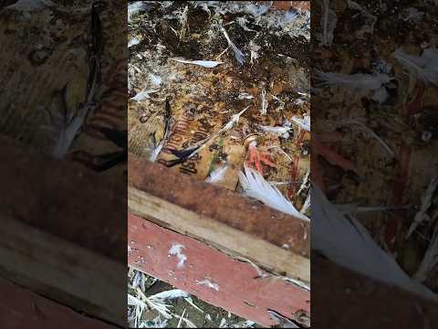 എന്റെ പ്രാവിനെ ആക്രമിച്ച മൃഗം ഏതാണ്?#pigeon #attacks #birds #pigeon #kabutar #kerala #pets #love #p