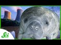 Florida Manatees and Their Challenges