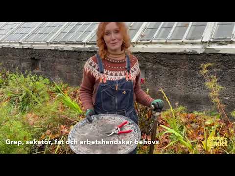 Dahliaskolan med Linda Schilén - del 6