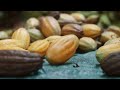 Cacao Industry Insights and Challenges