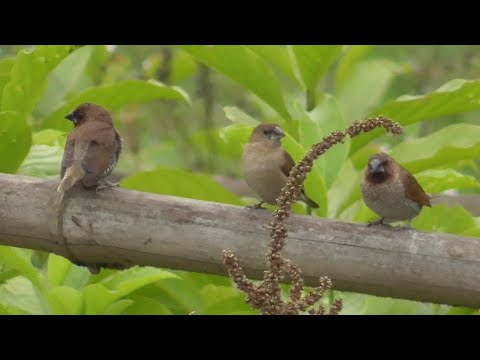 đàn chim ri cực đẹp ngoài thiên nhiên