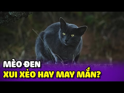 Mèo Đen mang lại Xui Xẻo hay May Mắn ?